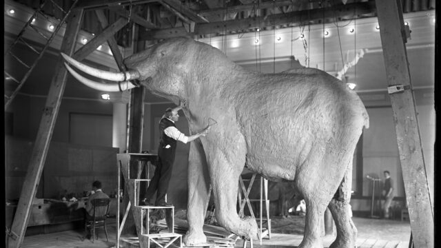 THE ELEPHANT IN THE ROOM